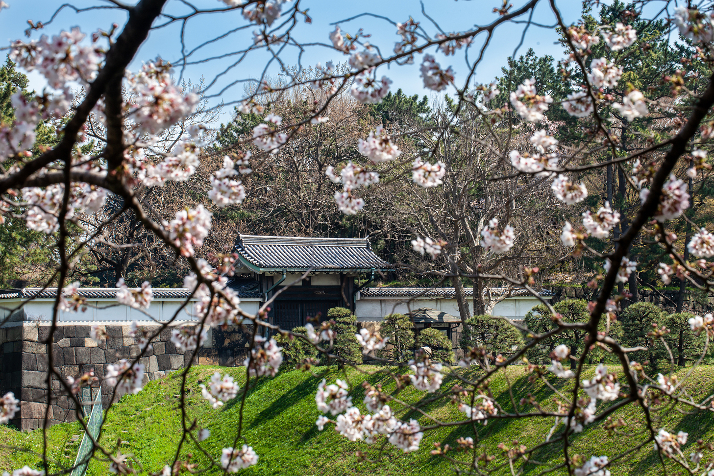 皇居半蔵門と桜の画像